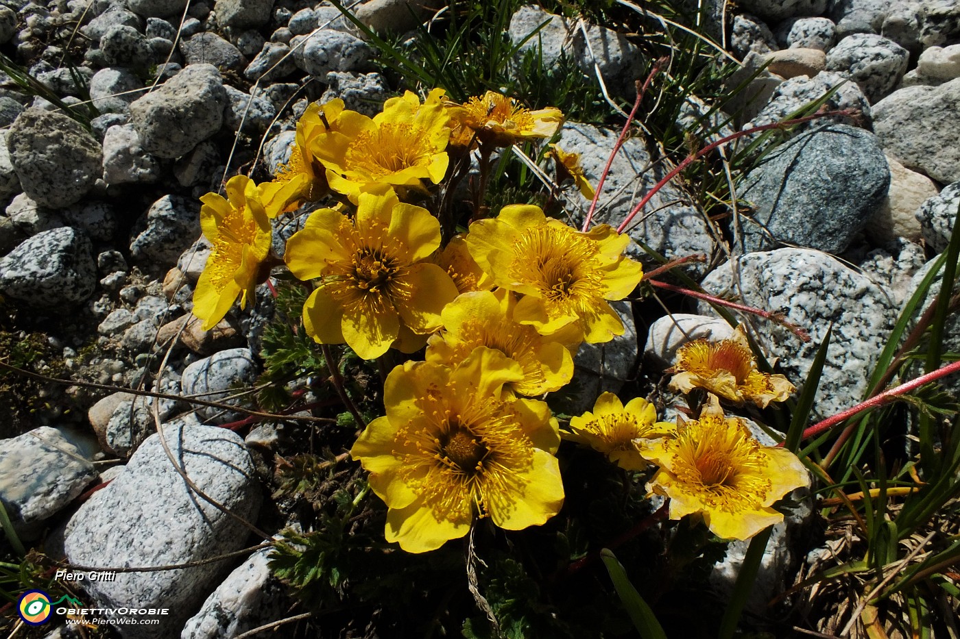 48 Cariofillata delle pietraie (Geum reptans).JPG